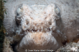 White sand moray eel by Jose Maria Abad Ortega 